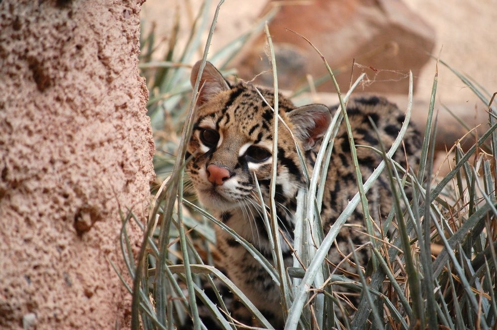 Ocicat